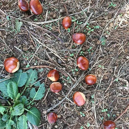 Hébergement de vacances Rafael *