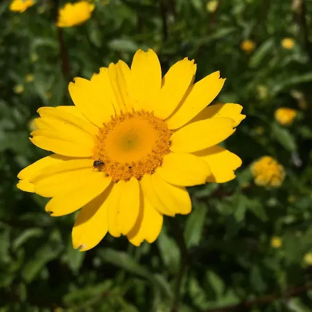 Rafael بيت للعطل