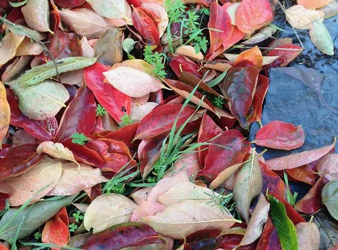 Rafael Casa de Férias Vega de San Mateo