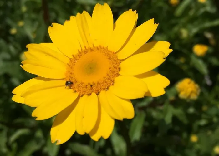 Rafael Casa de Férias